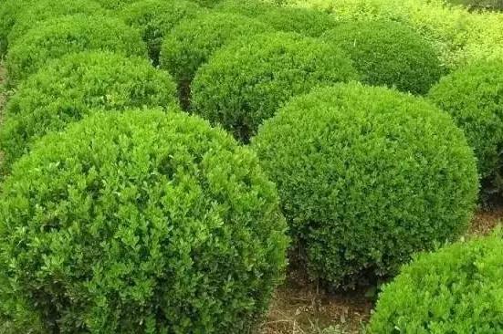 喬、灌木類植物的養(yǎng)護要點，看看凱蒂分享的這6點！