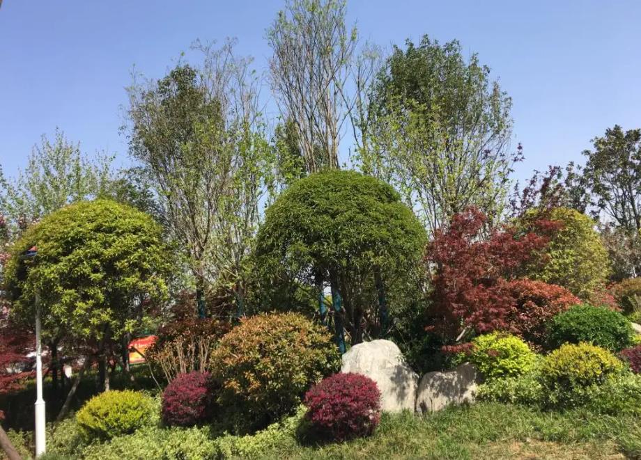春季氣溫開始回升，襄陽(yáng)園林綠化公司做好這些養(yǎng)護(hù)舉措，苗木來年存活好，長(zhǎng)枝快
