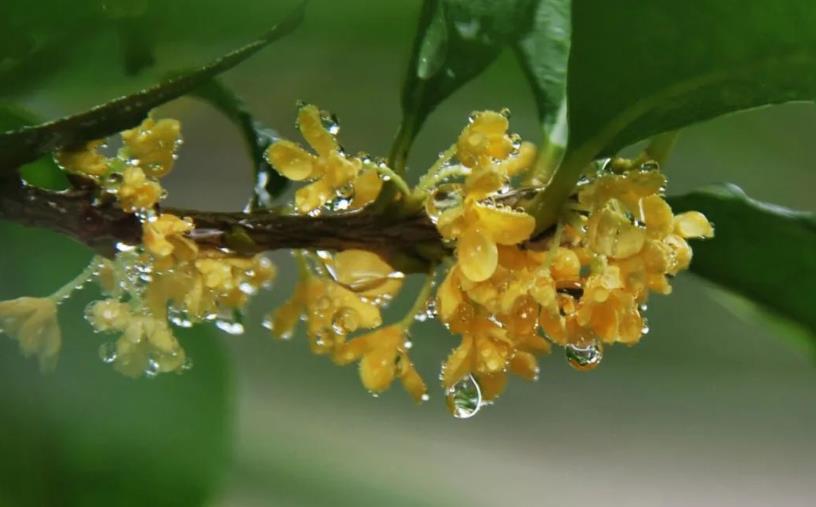 春季桂花移栽修剪有訣竅，襄陽園林綠化公司親傳經(jīng)驗，來年花多枝密長勢好