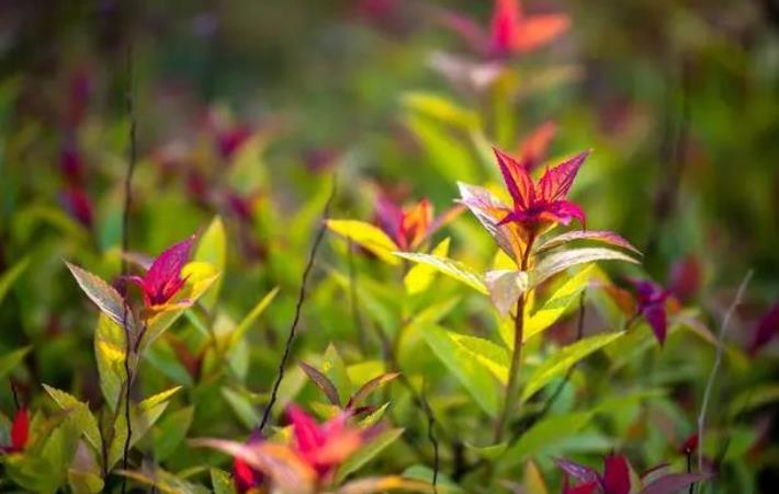 園林綠化養(yǎng)護(hù)存在的問(wèn)題與對(duì)策探析