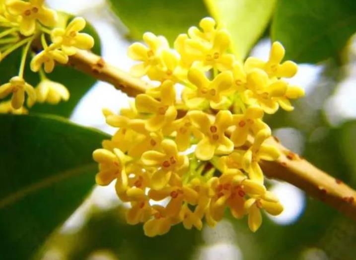 園林綠化zui愛(ài)的10種“花香之樹(shù)”！