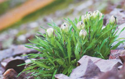 冰天雪地，為何也有植物開花？